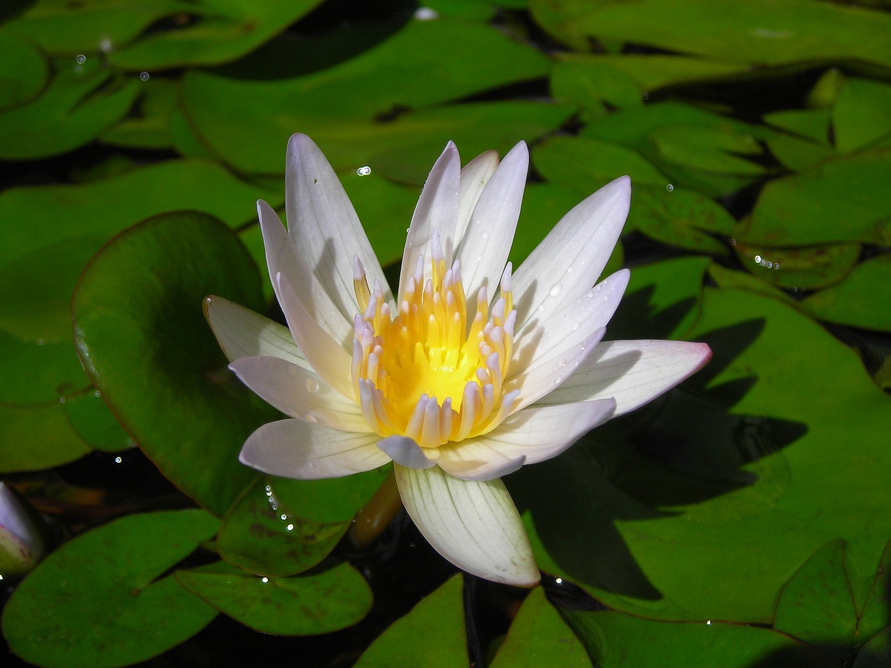 Image - lotus nymphaea alba aquatic plants