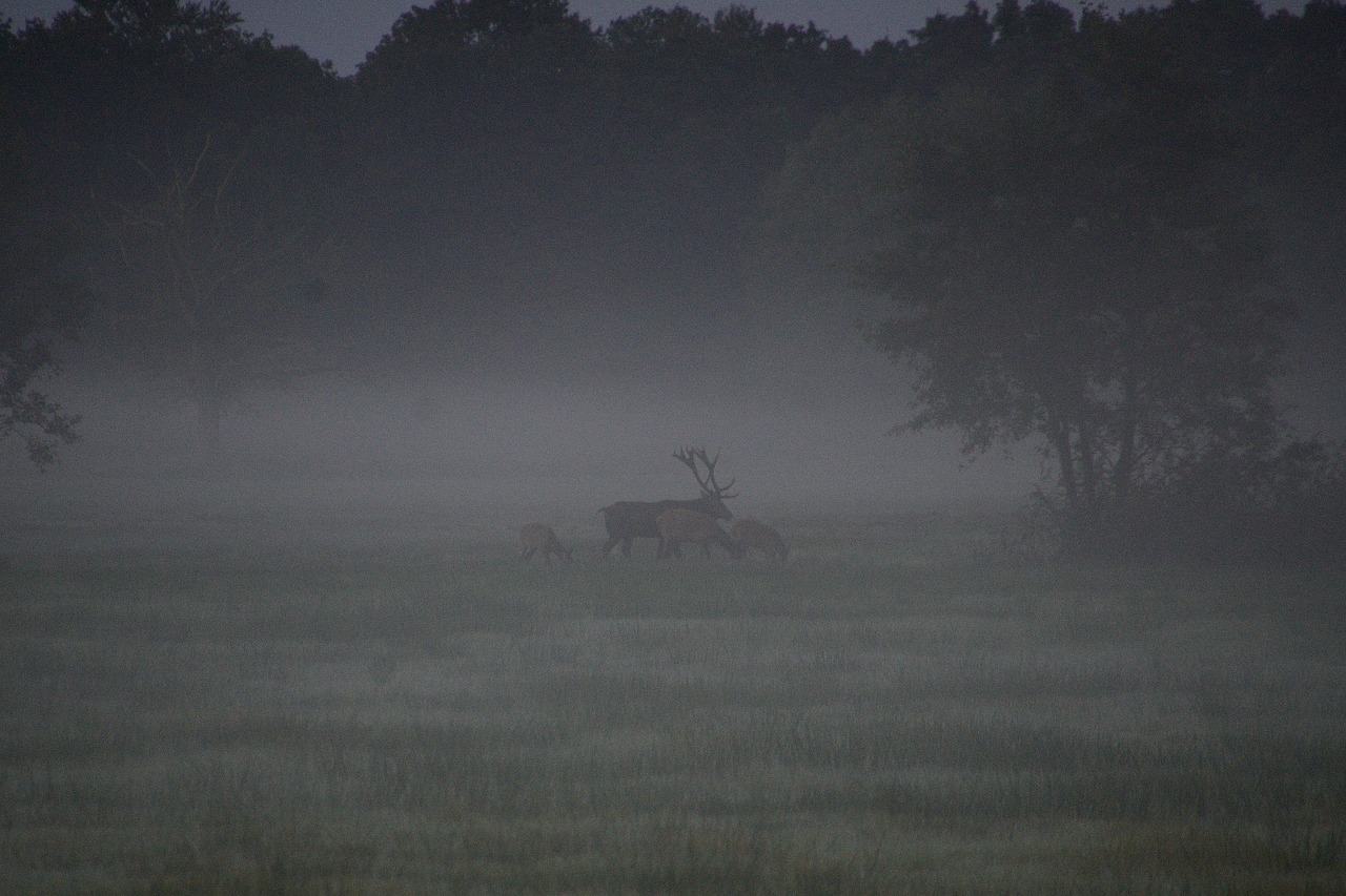 Image - deer rutting red deer