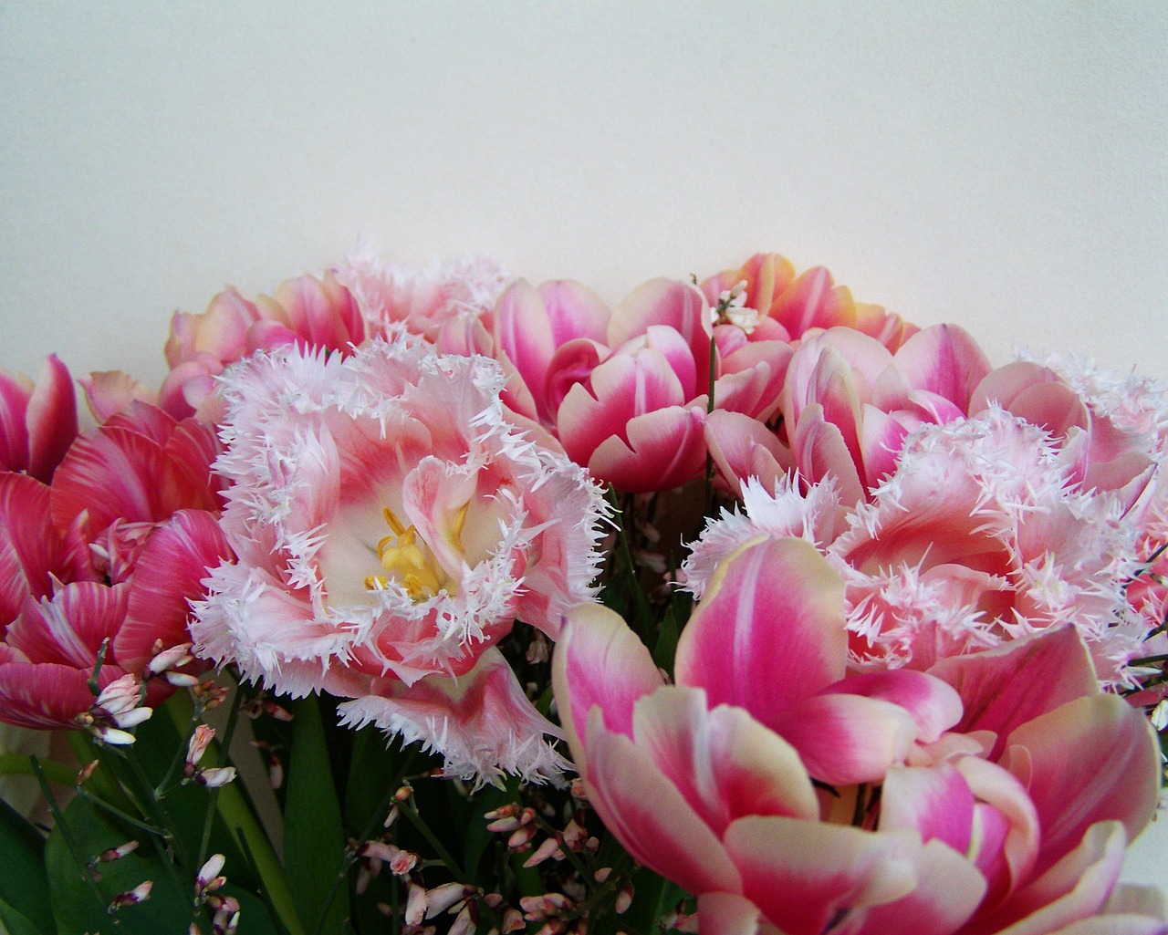 Image - tulip bouquet pink and white flowers