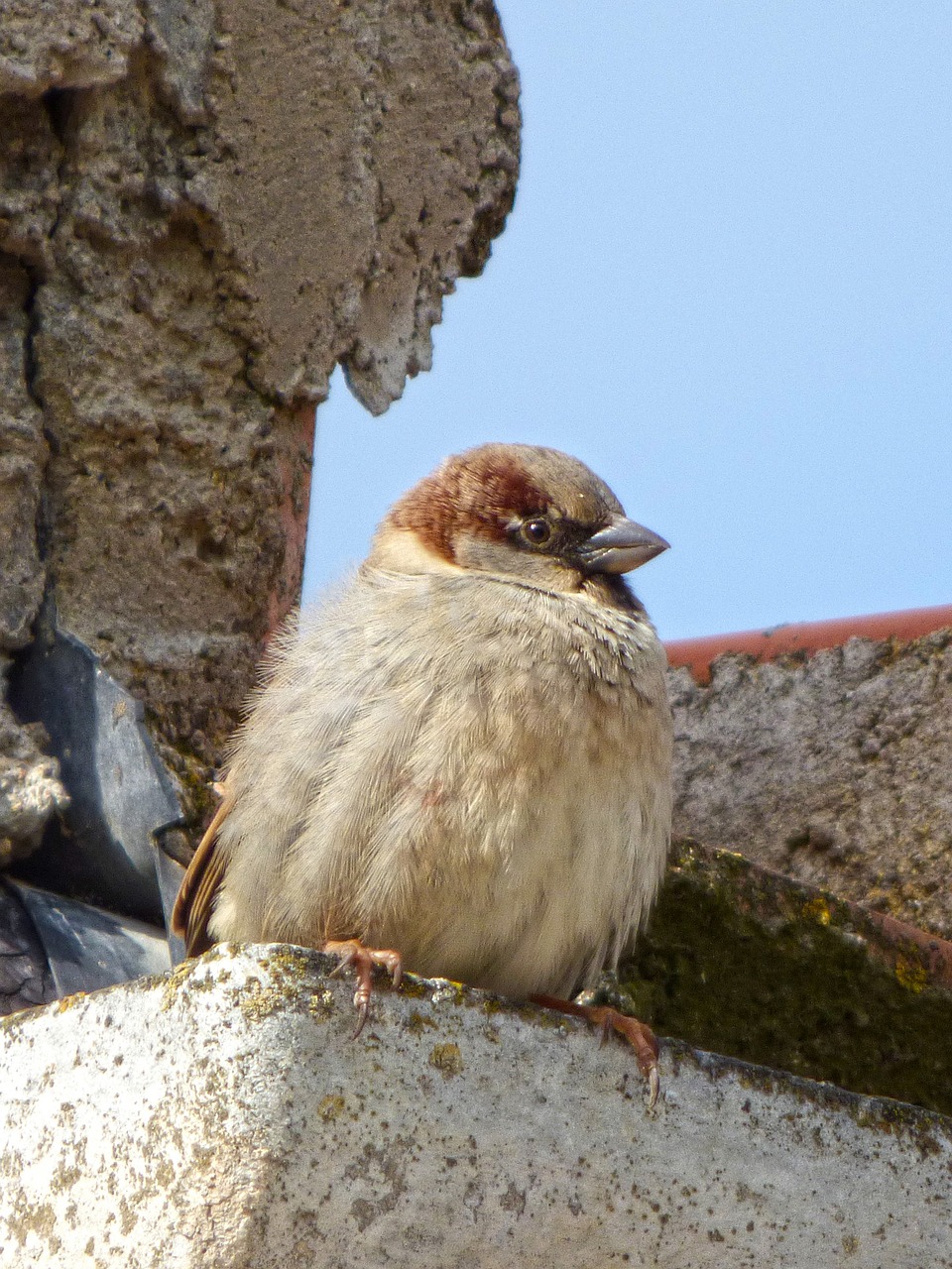 Image - sparrow roof drain bird lookout