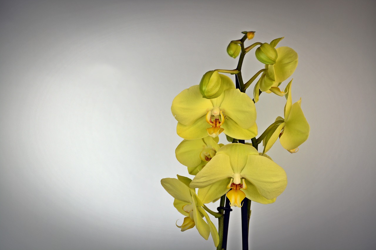 Image - orchid flower blossom bloom yellow