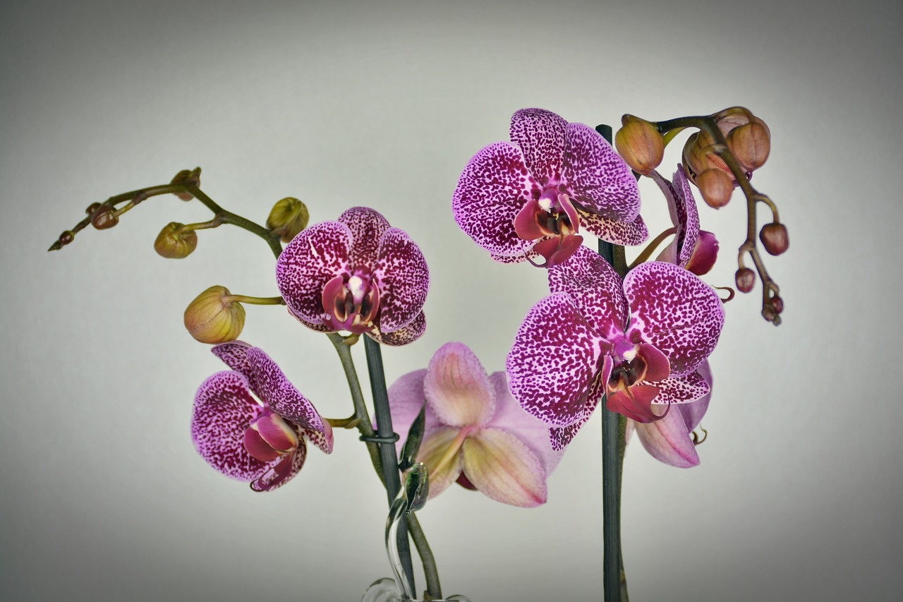 Image - orchid flower blossom bloom