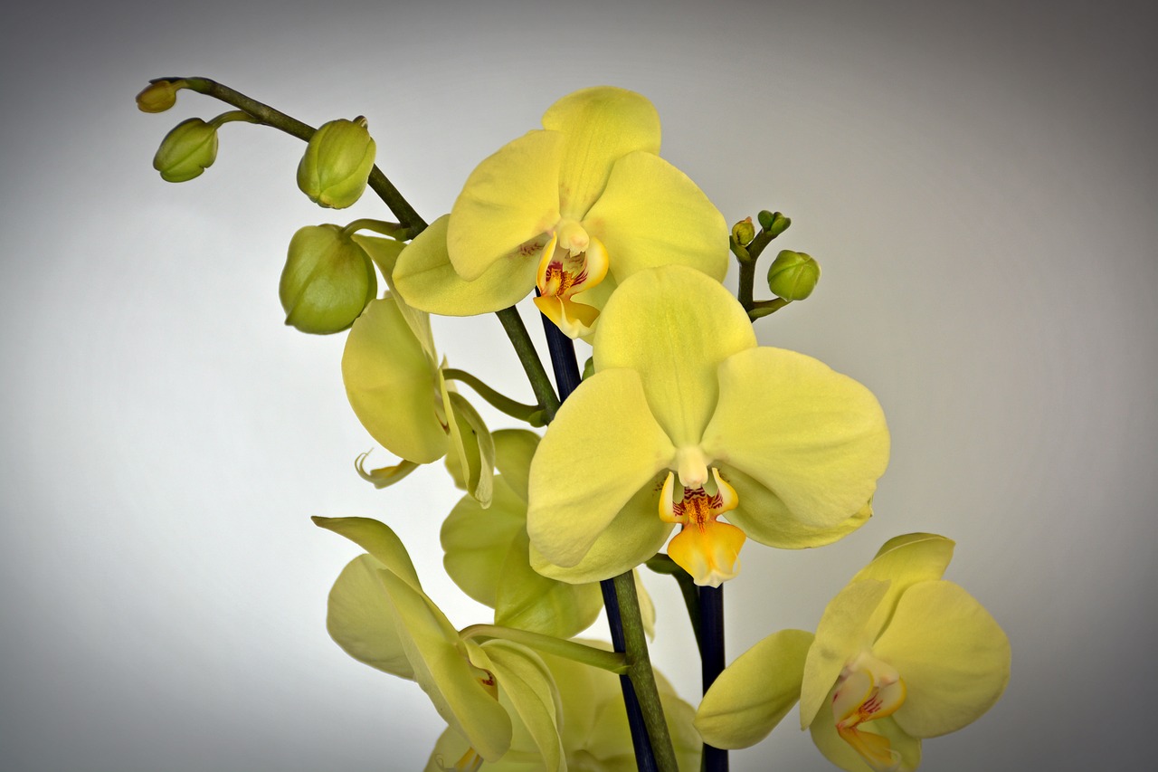 Image - orchid flower blossom bloom yellow