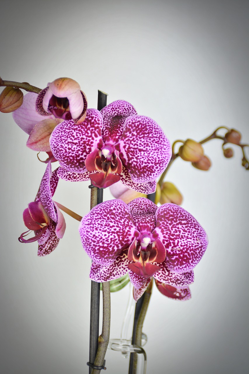 Image - orchid flower blossom bloom