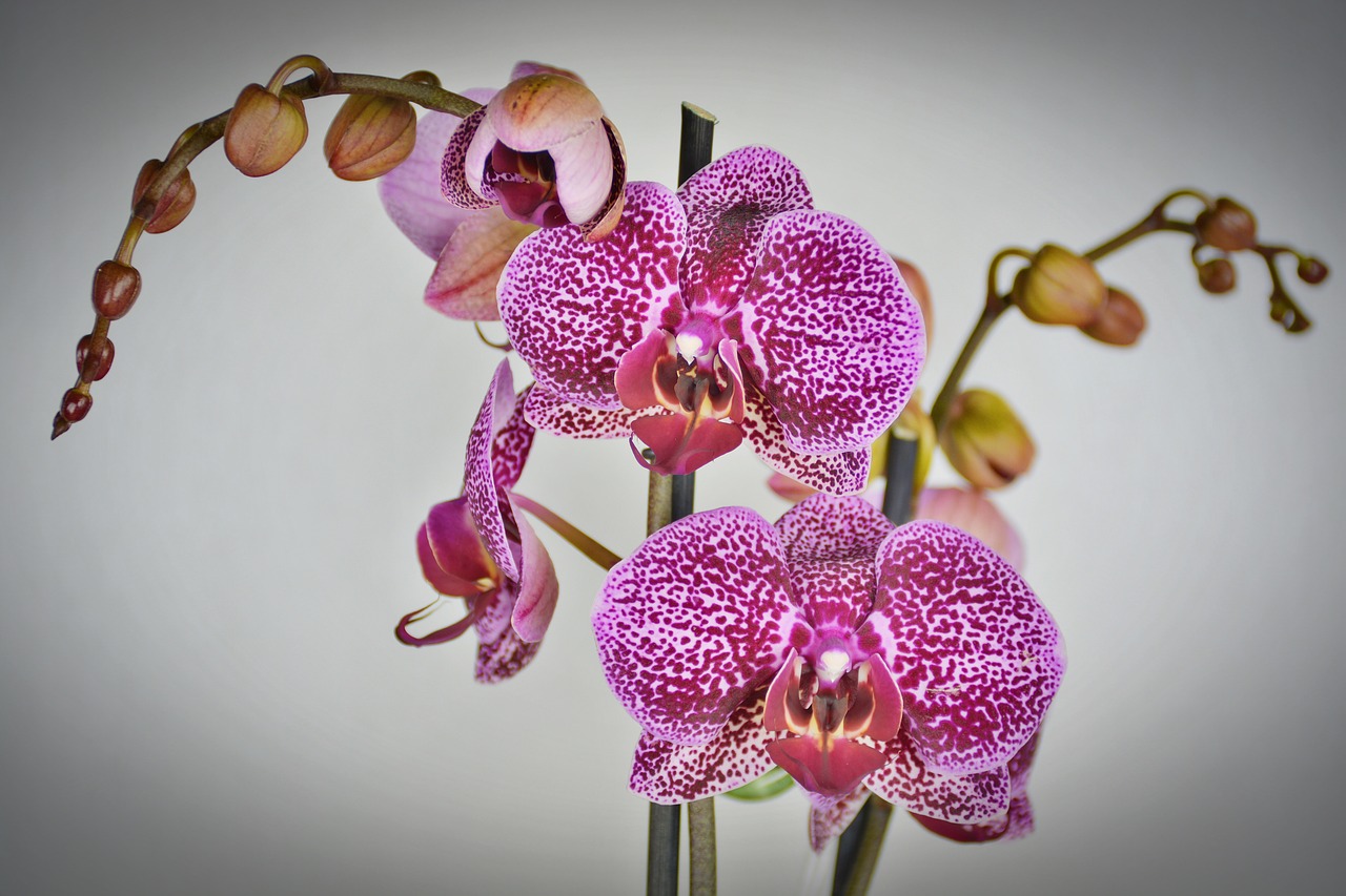 Image - orchid flower blossom bloom