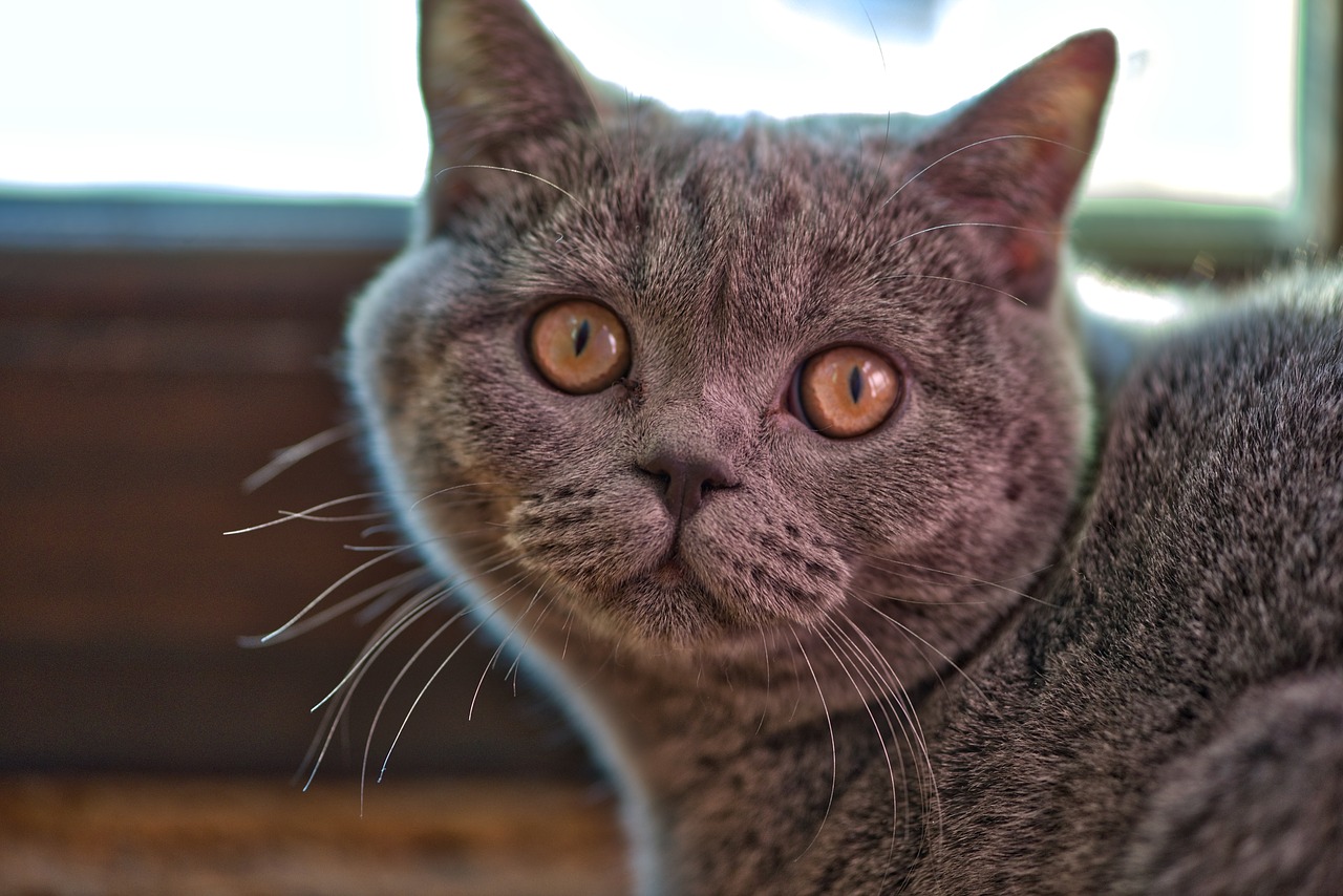 Image - cat kitten macro fun hair sweet