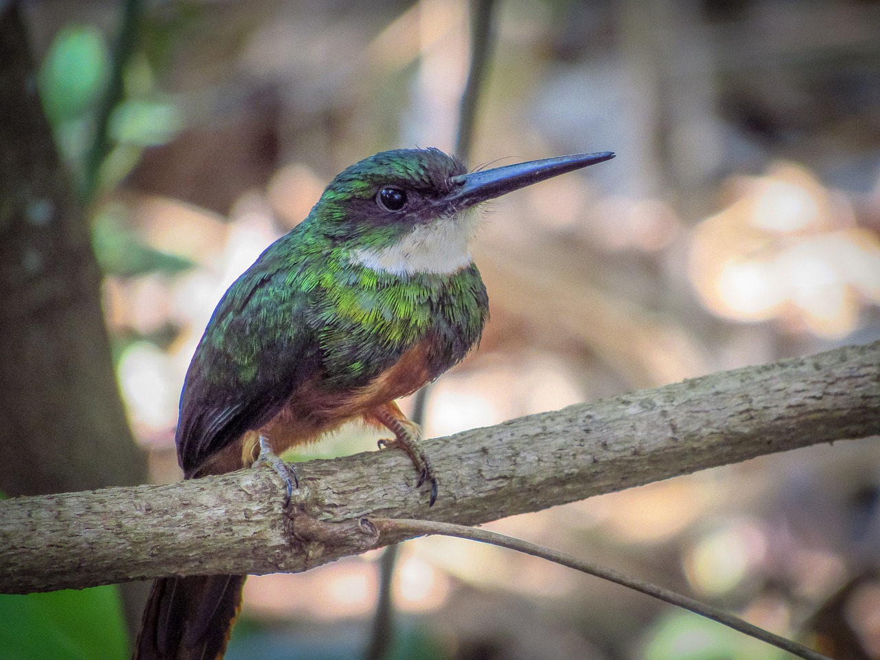 Image - bird nature wildlife birdie