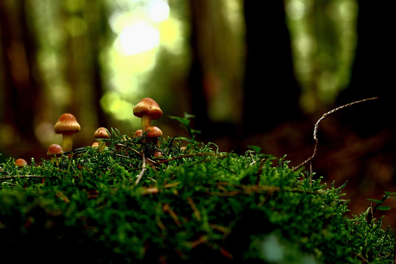 Image - mushroom nature live