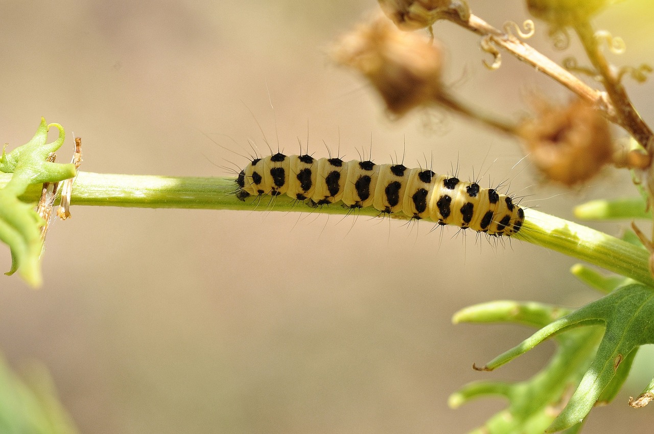 Image - caterpillar insect bug macro