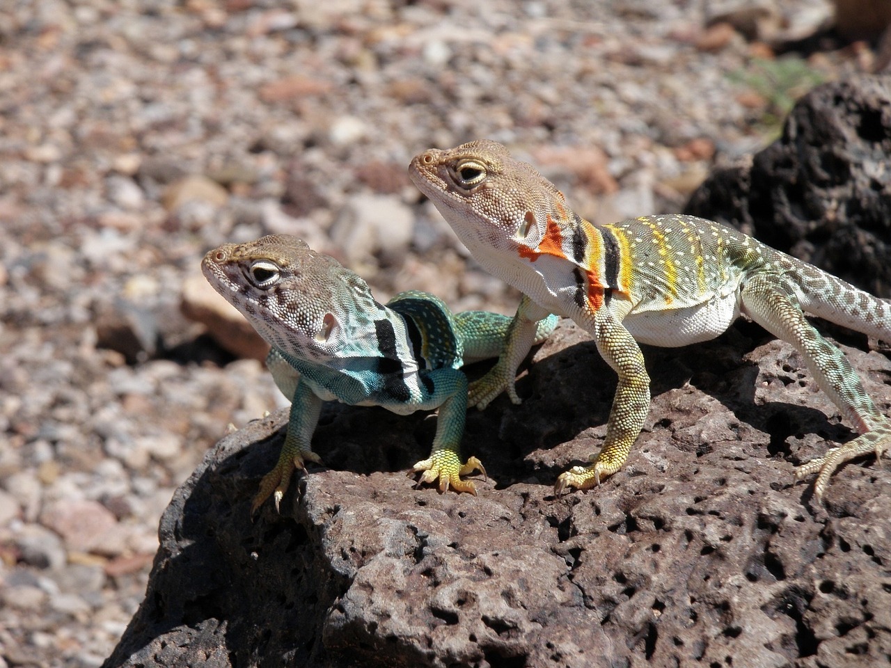 Image - collared lizards reptiles portrait