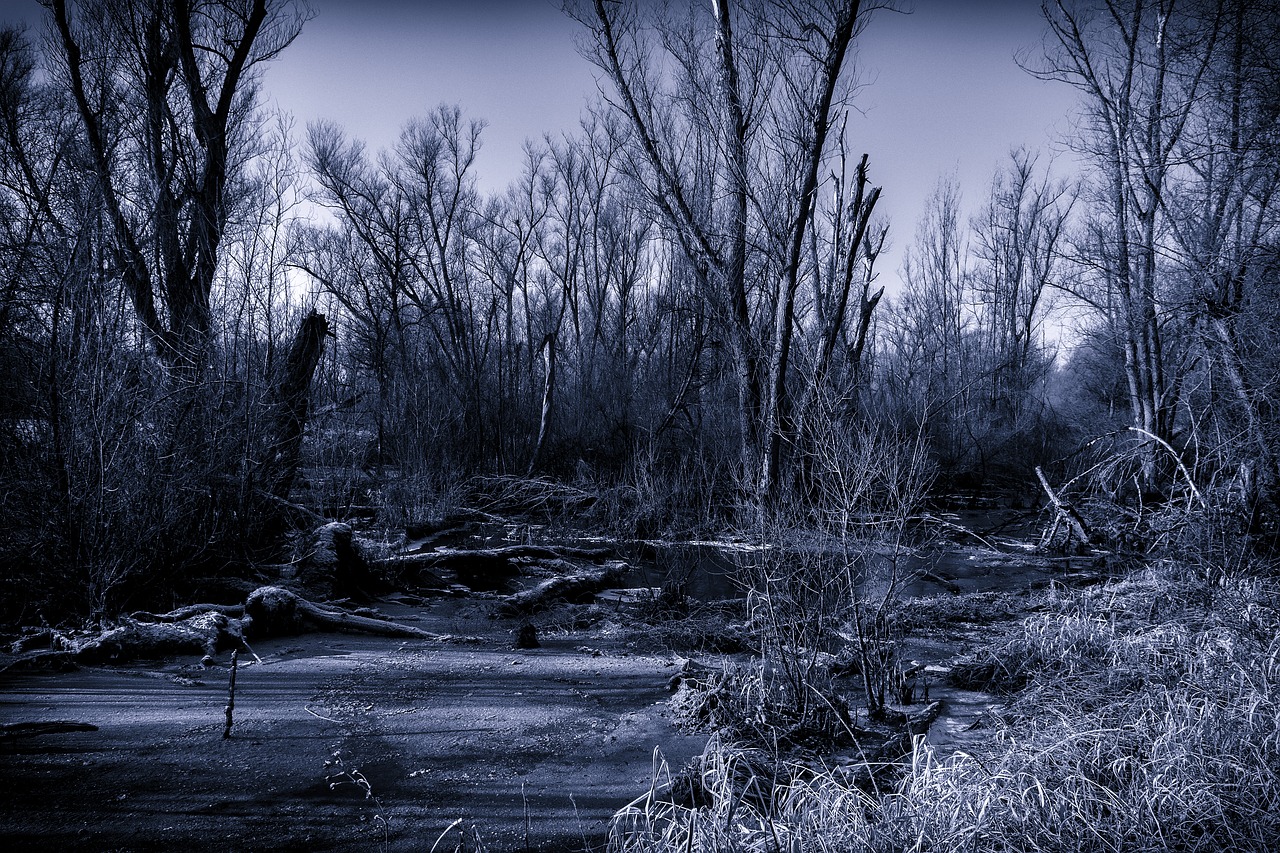 Image - swamp nature night full moon moor