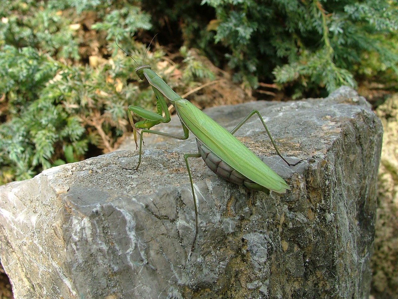 Image - beetle mantis insect