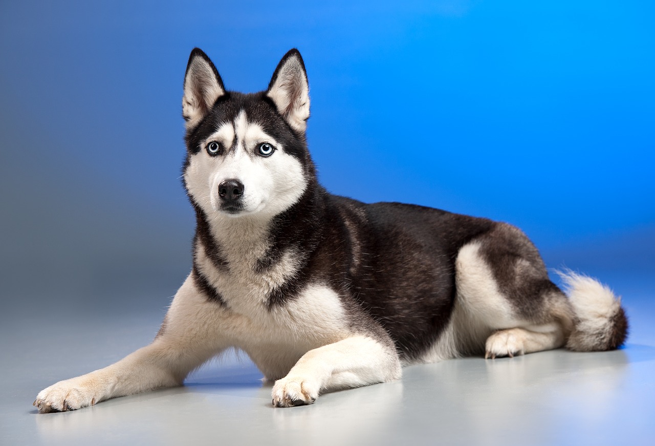 Image - dog husky sled dog animal