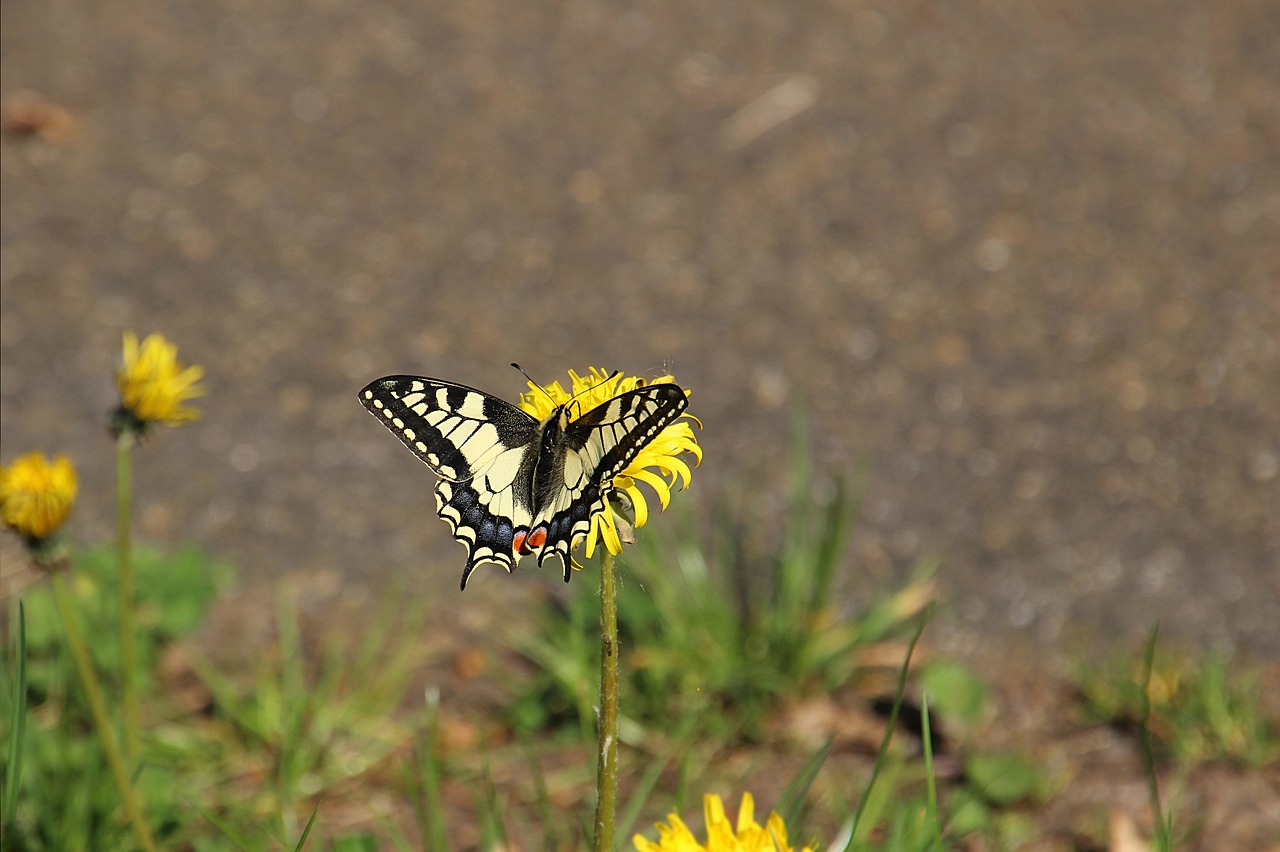 Image - butterfly flower bug nature grass