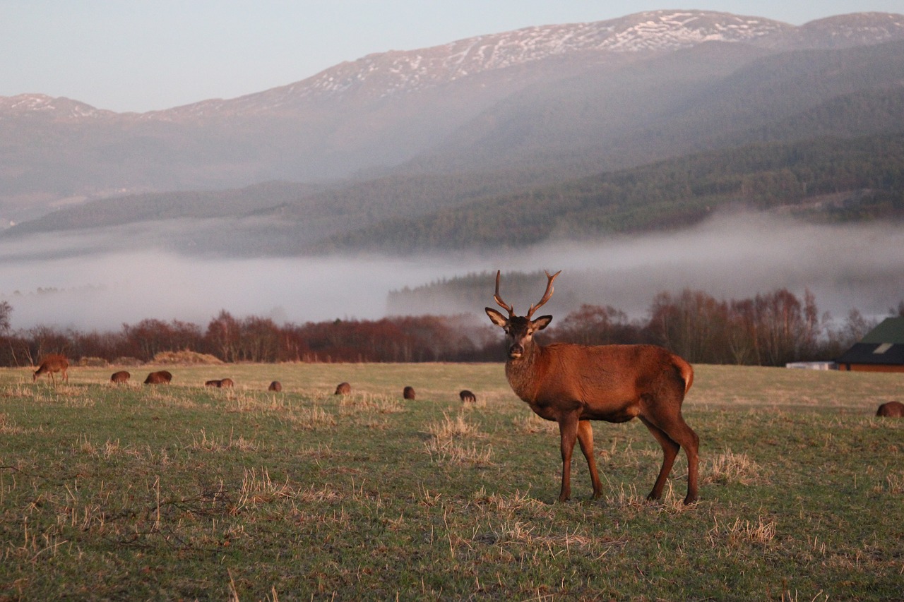 Image - nature deer landscape peacefulness