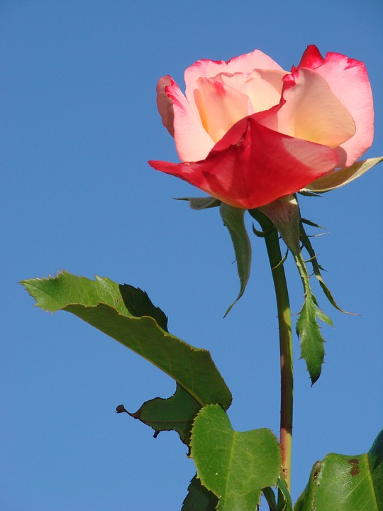 Image - rose flower pink bloom floral