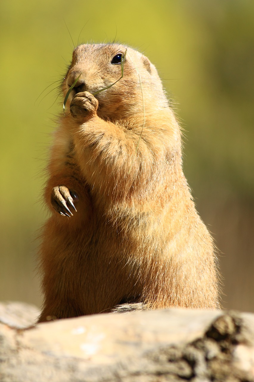 Image - prairie dog standing zoo greifswald