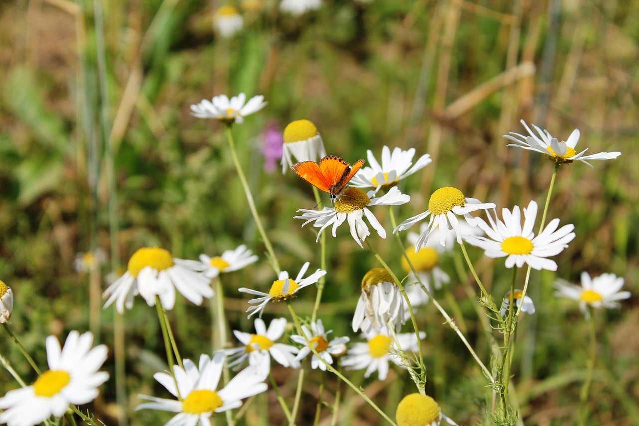 Image - village field nature living nature