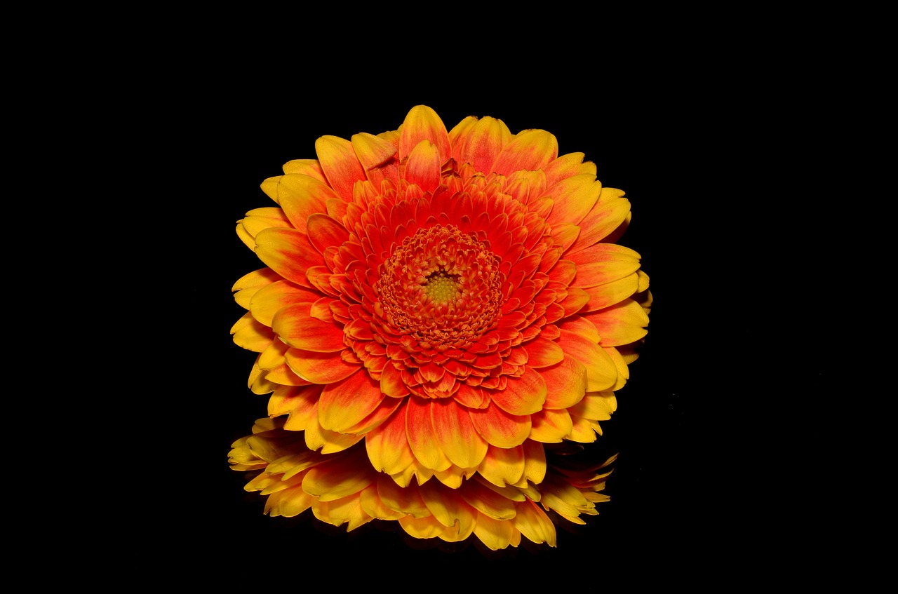 Image - orange flower autumn