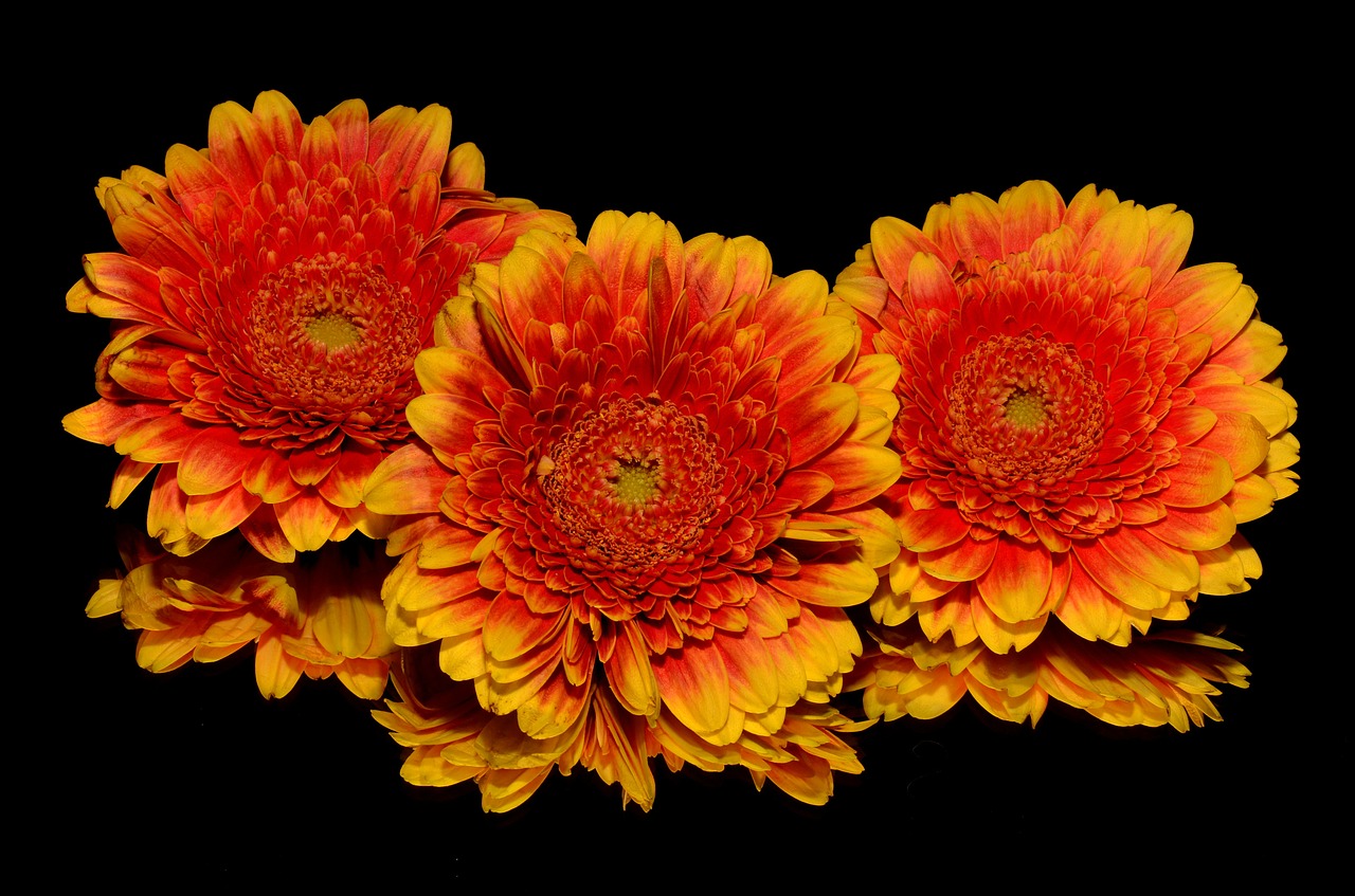 Image - orange flower autumn