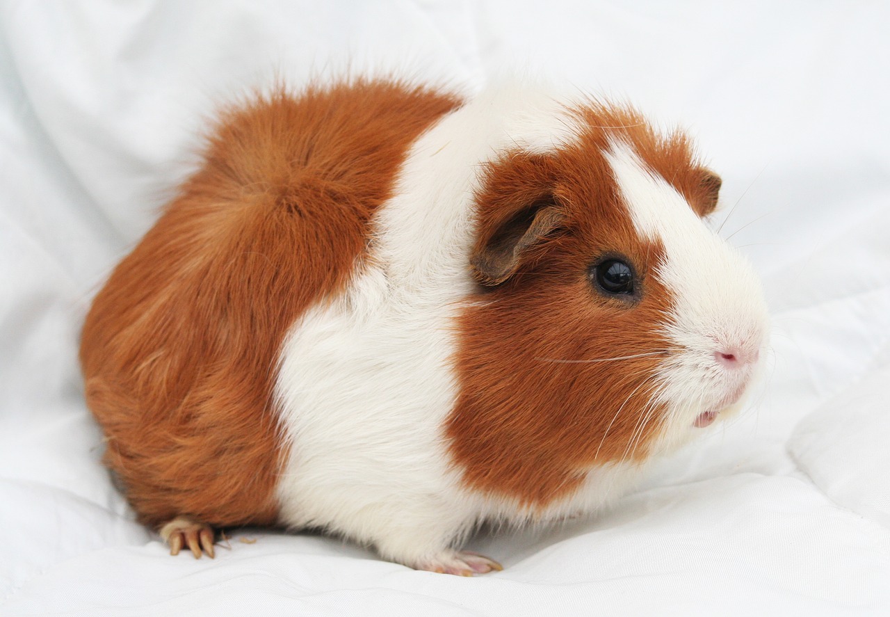 Image - guinea pig cavy rodent pet animal