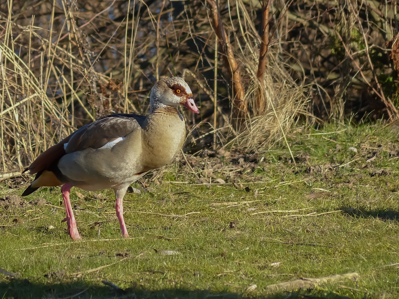 Image - goose bird waterfowl nature grass