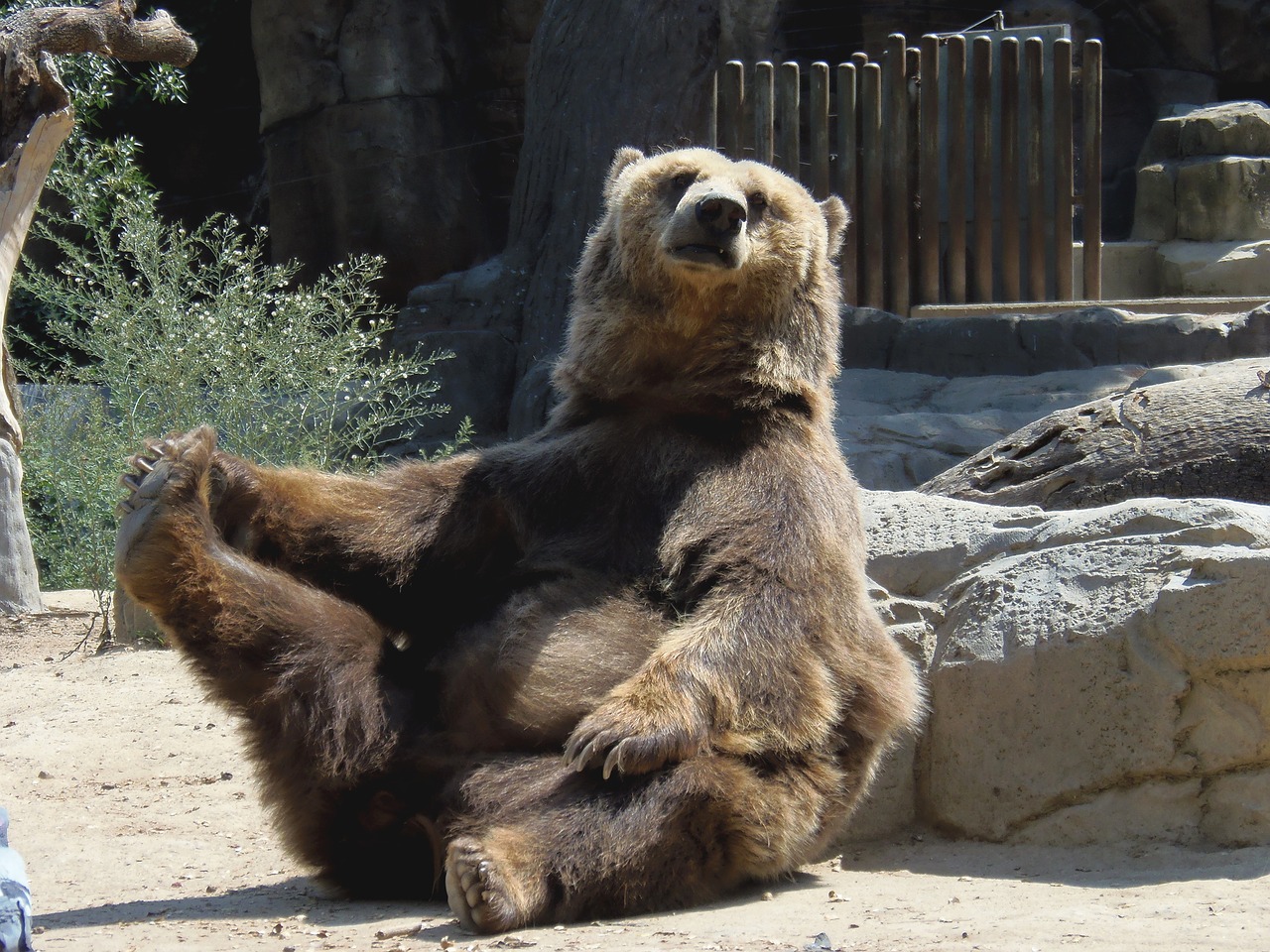 Image - bear animal sitting brown bear zoo