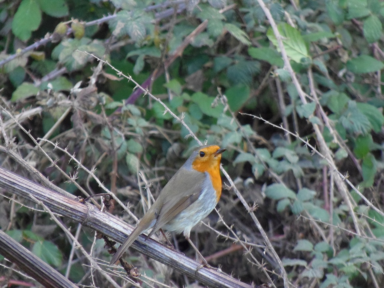 Image - robin ave pen bird field