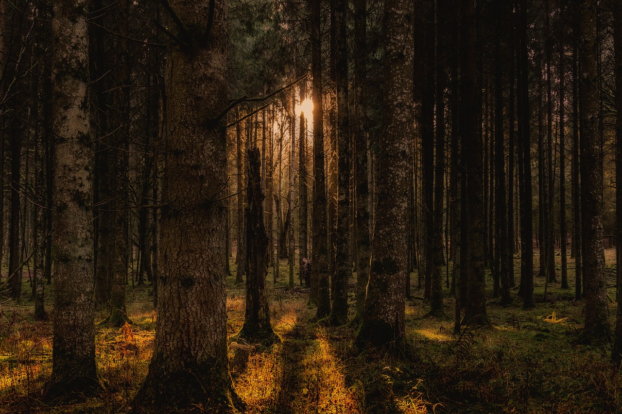 Image - forest trees landscape nature