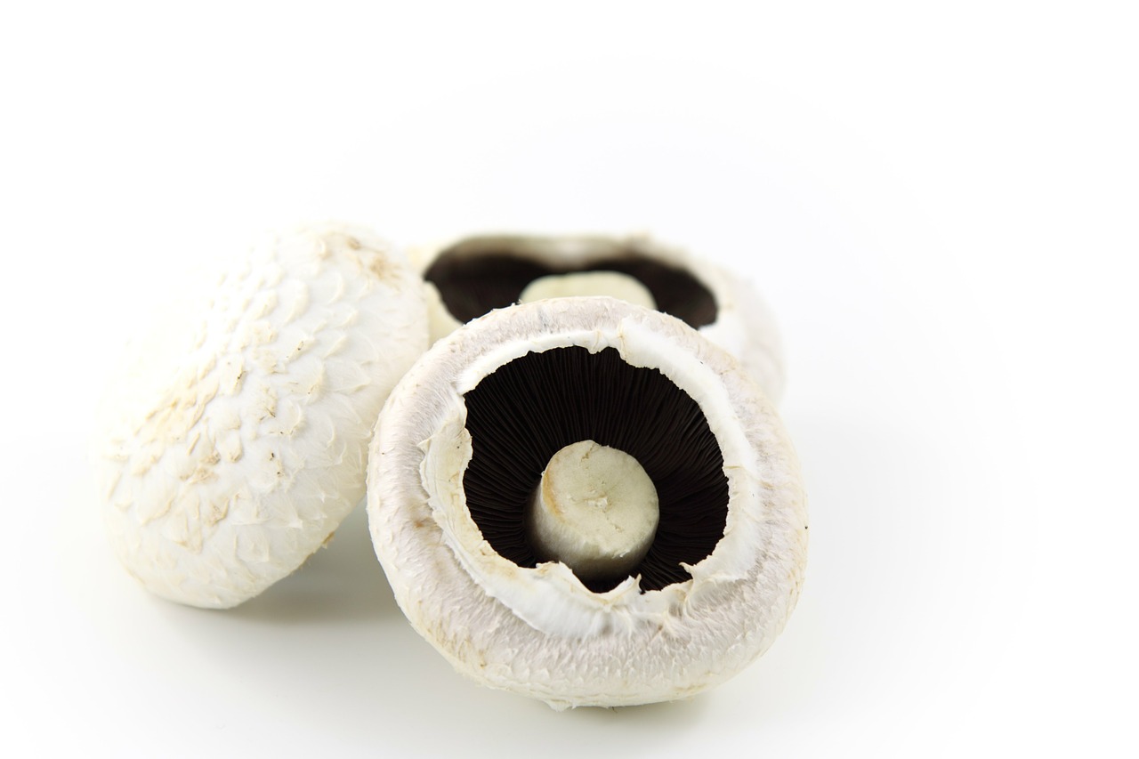 Image - mushroom food white background