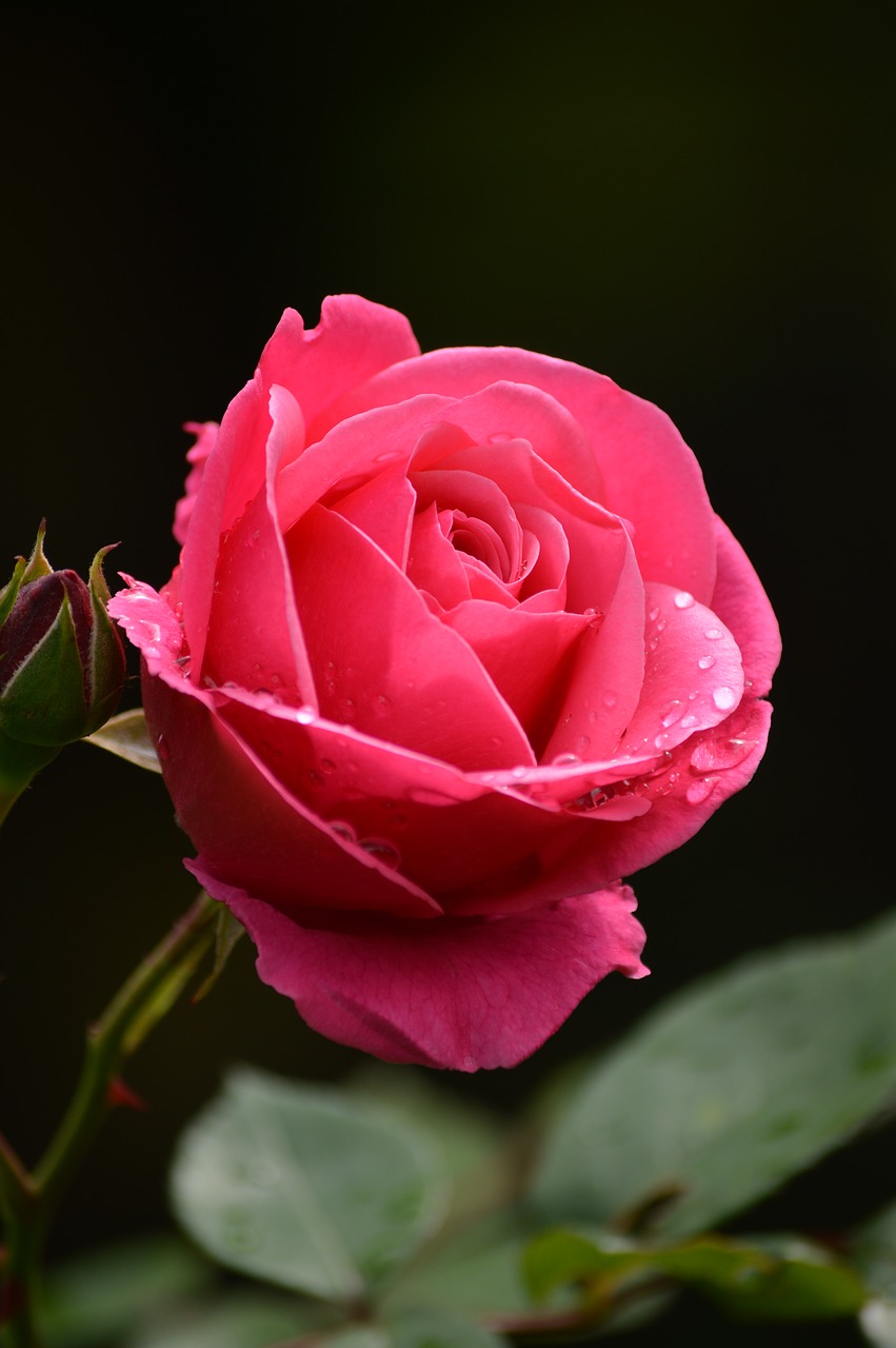 Image - rose rain drops plant nature