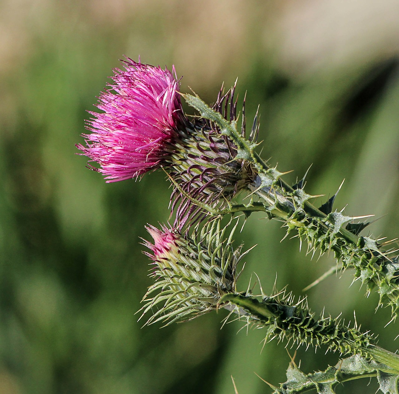 Image - thistle flower pink flora plant