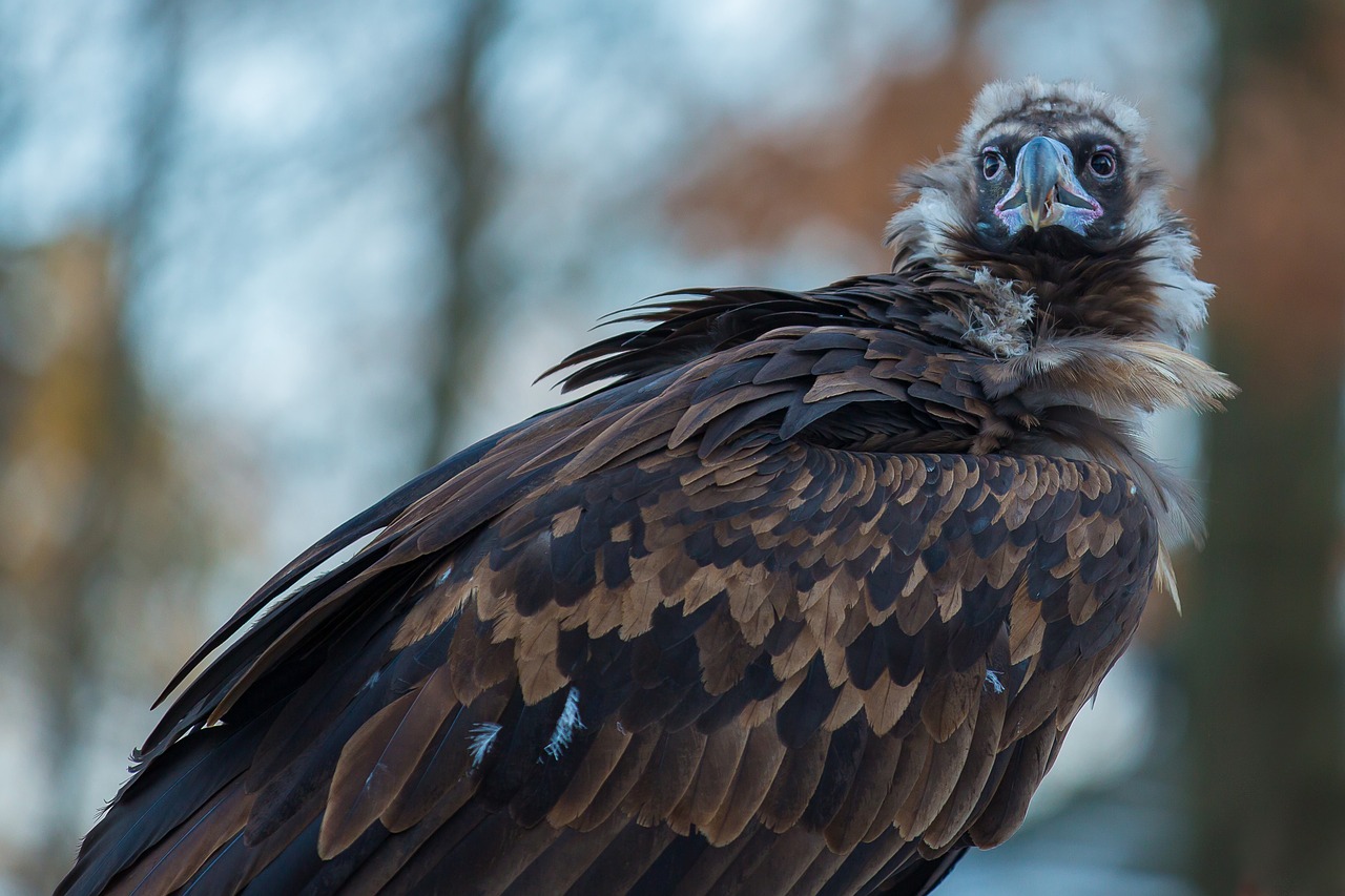 Image - black vulture vulture scavengers