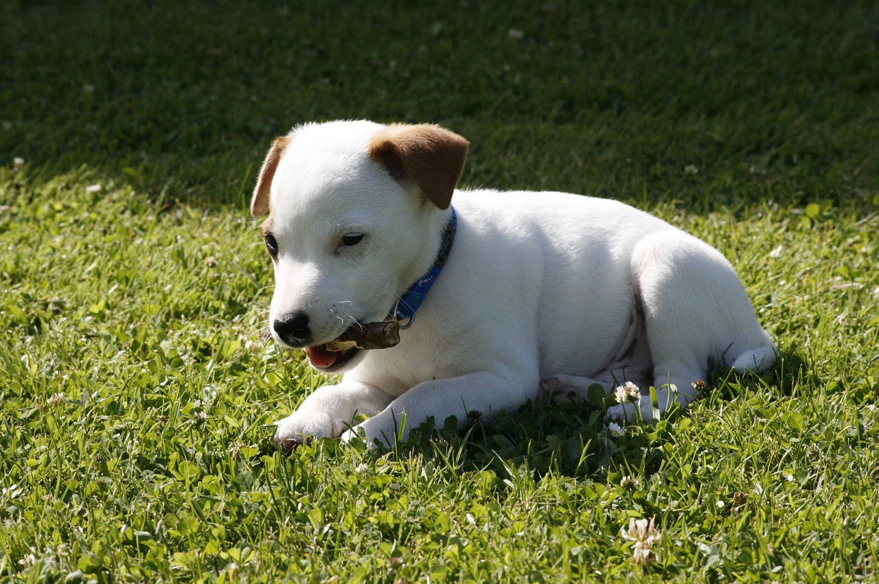 Image - jack russell terrier puppy dog