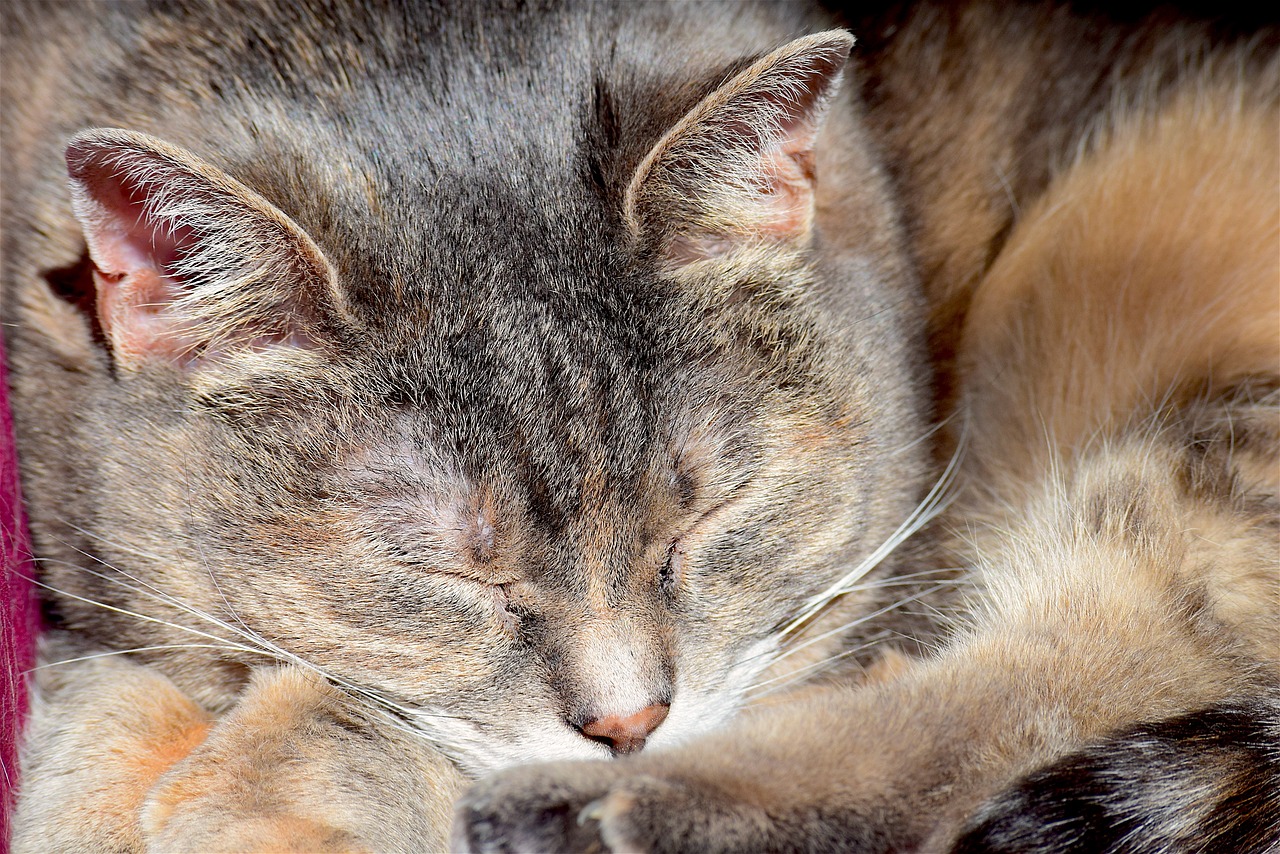 Image - sleeping cat portrait cat animal