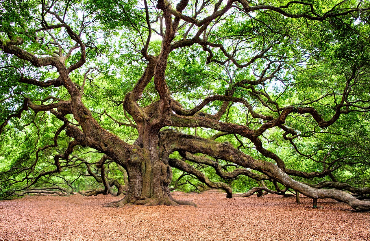 Image - angel oak charleston wall art tree
