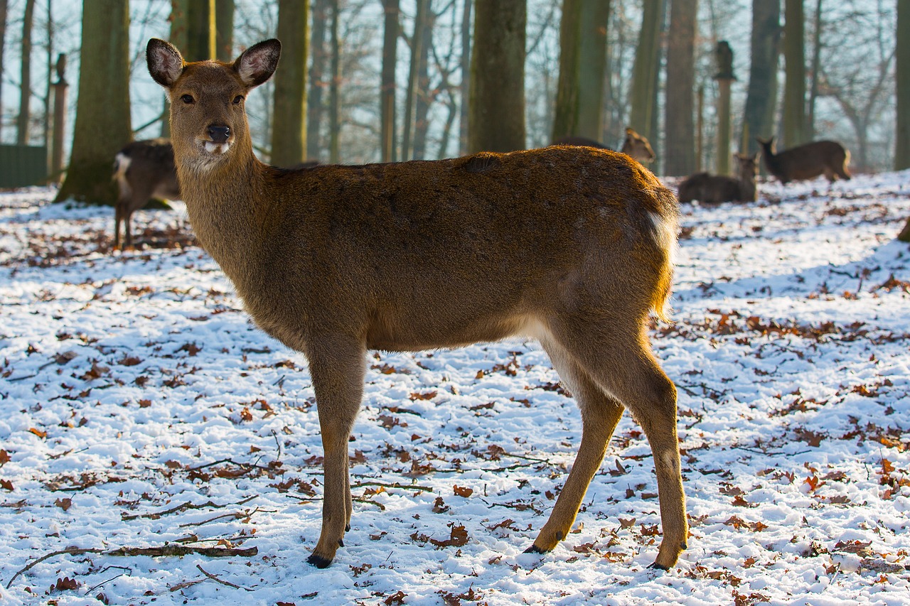 Image - dybowskiwild wild roe deer