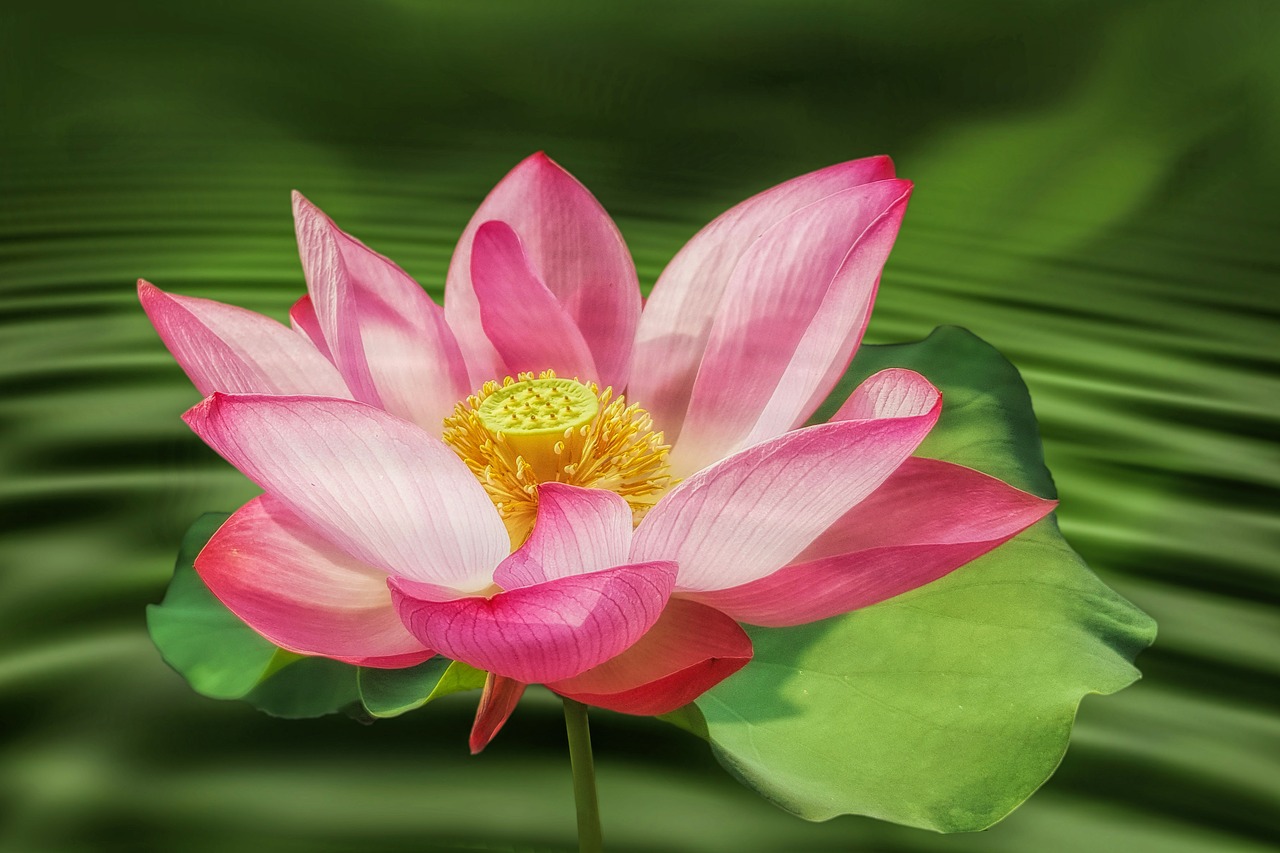Image - flower blossom bloom water lily