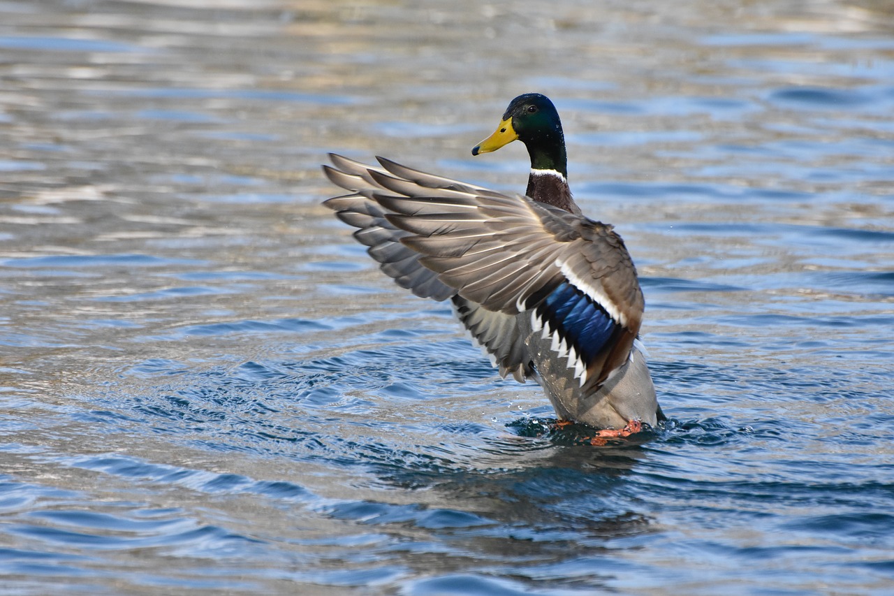 Image - duck nature water bird river water