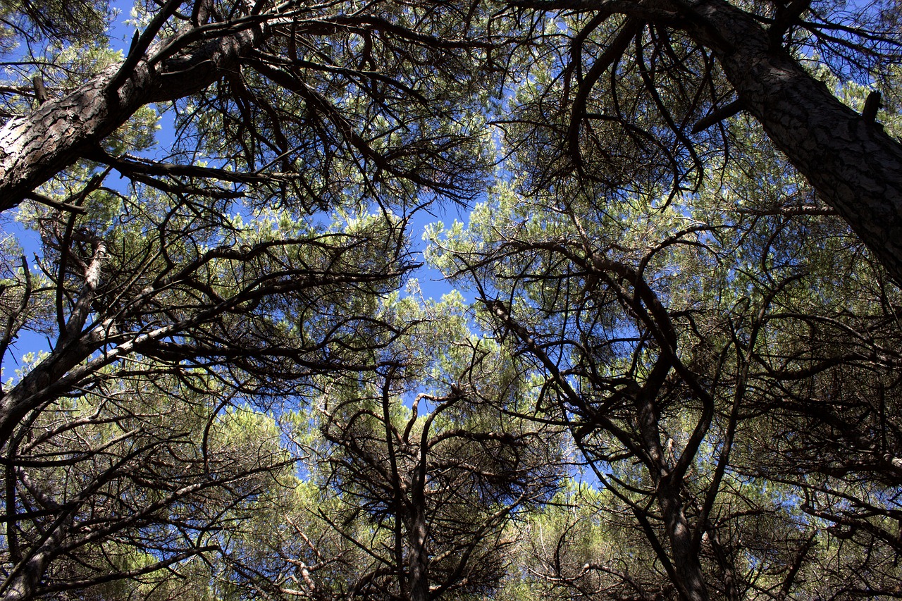 Image - pine forest tuscany sea italy