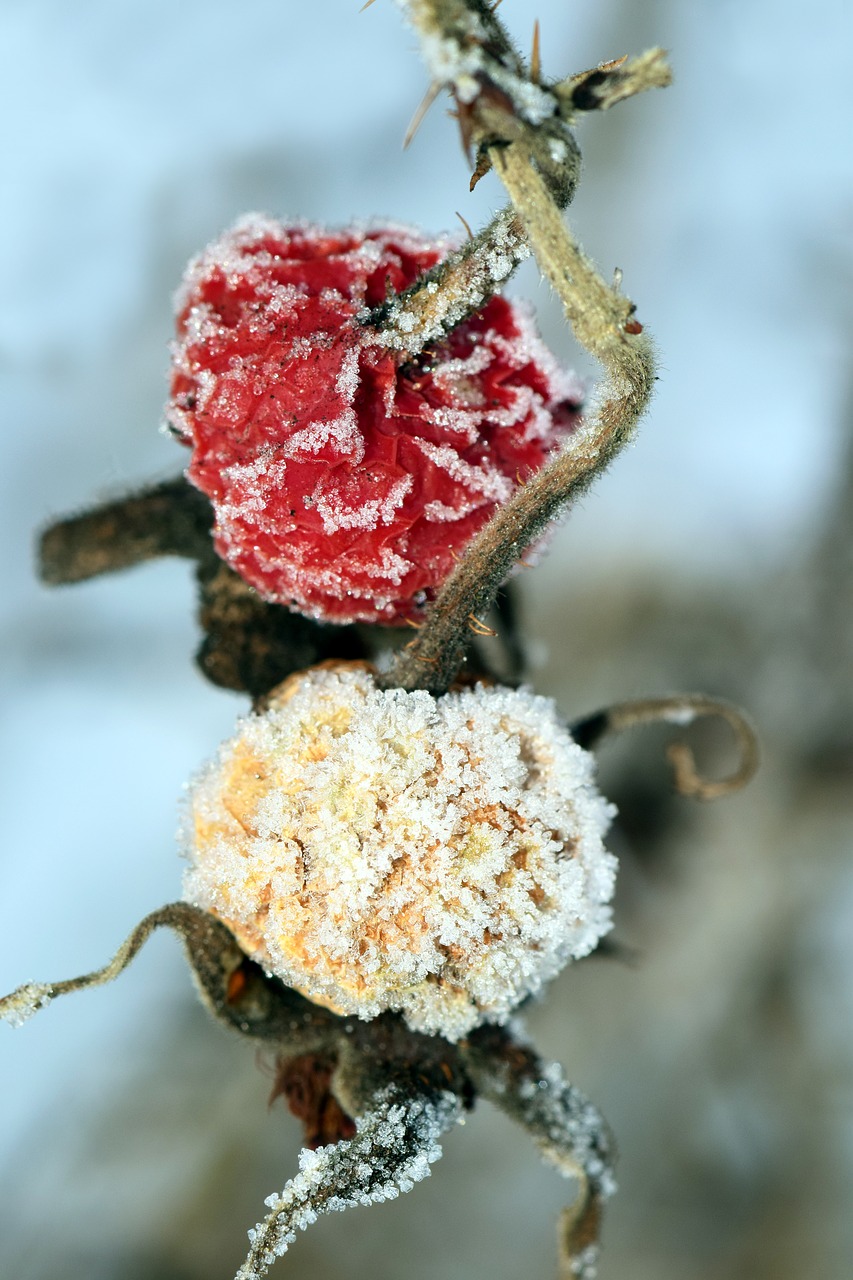 Image - berries frozen berries rose hip