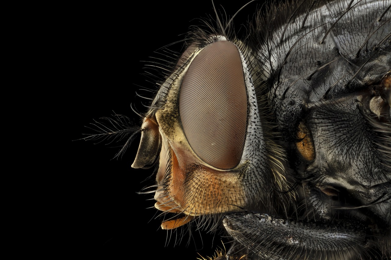 Image - eye macro blue bottle fly blowfly