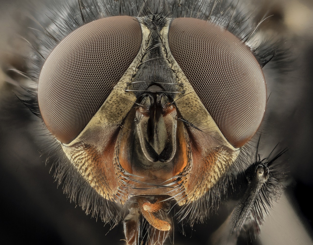 Image - eyes macro blue bottle fly blowfly