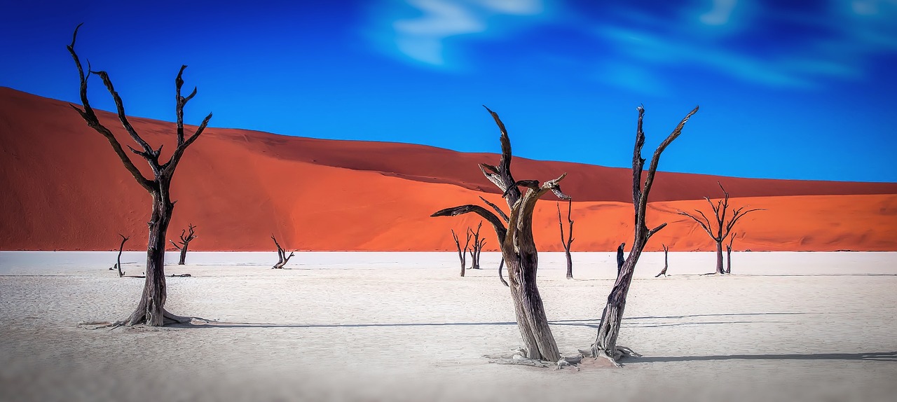 Image - namibia wilderness tree trees