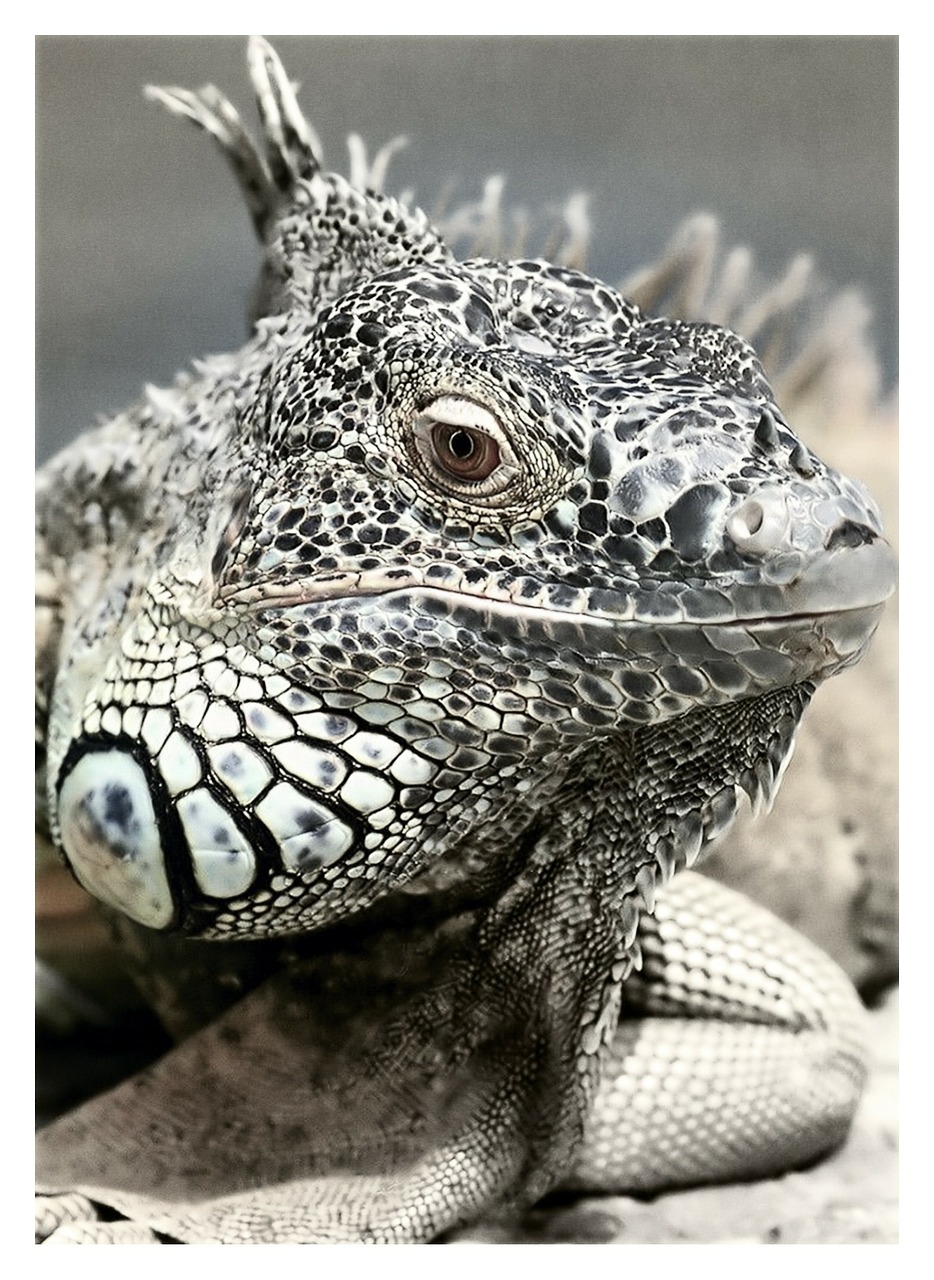 Image - black and white saurian animal