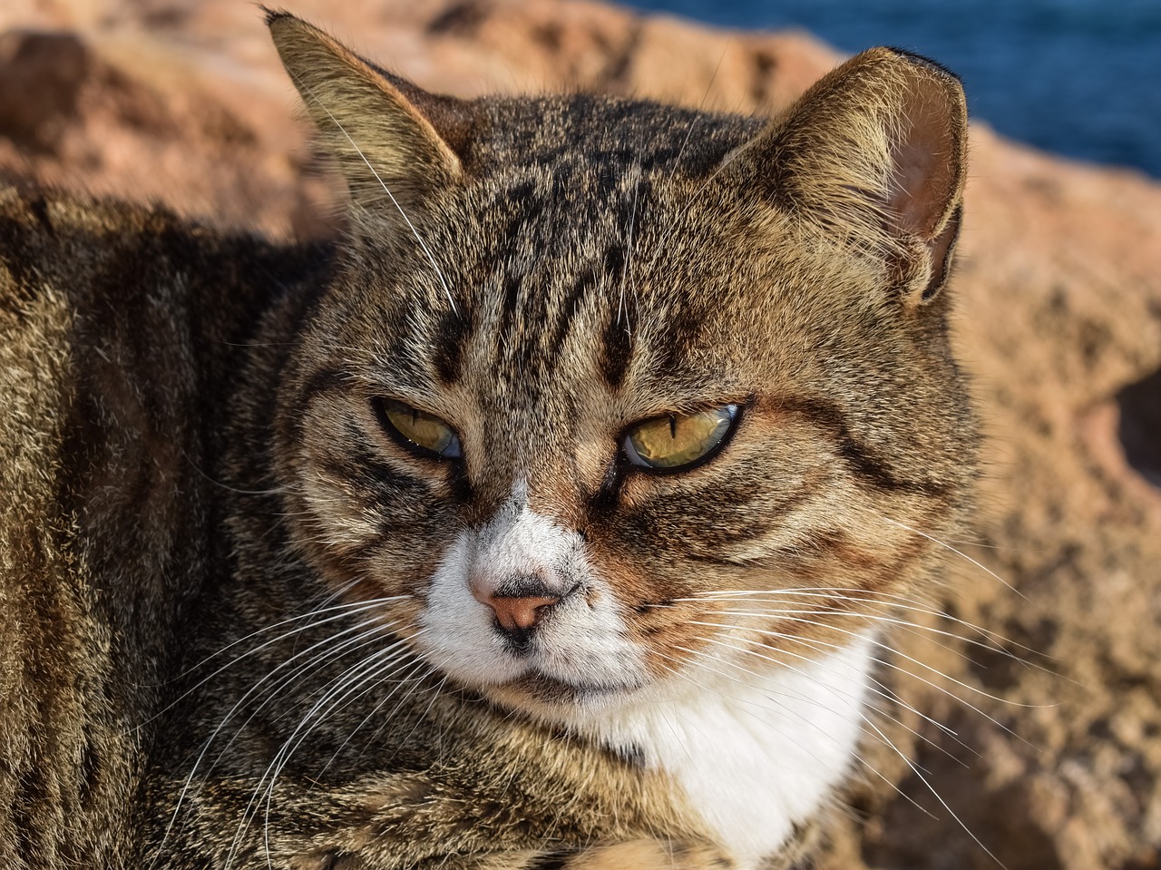 Image - cat stray animal outdoor portrait