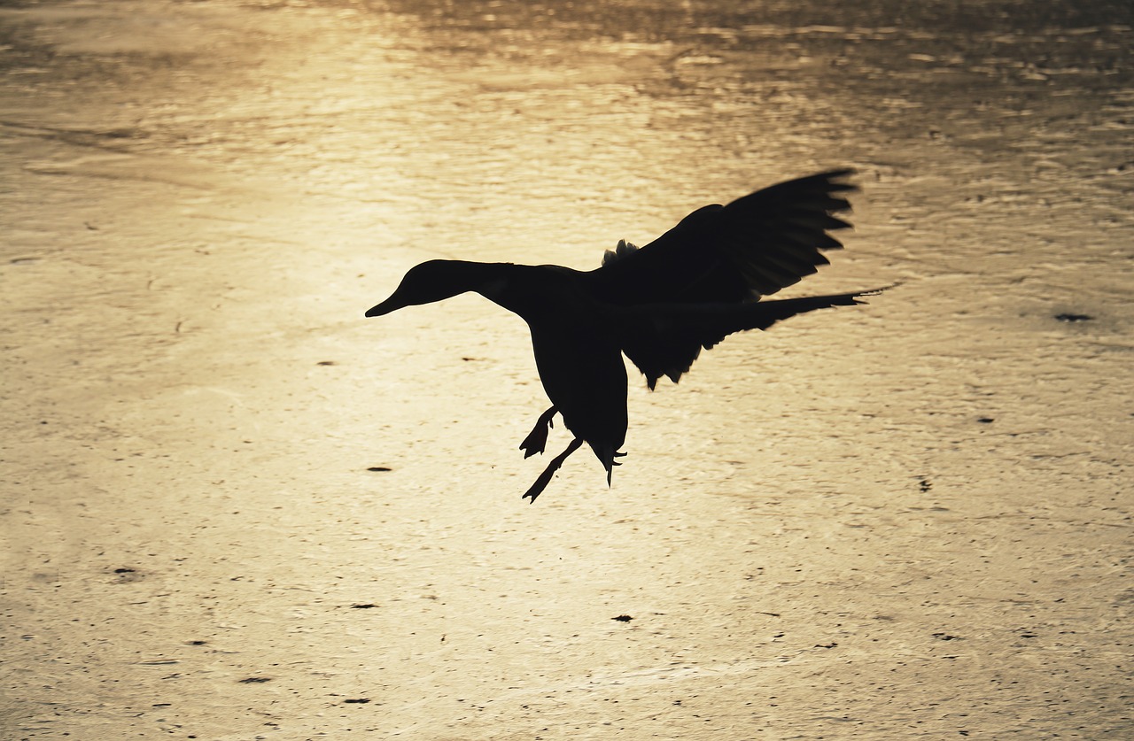 Image - silhouette duck skyline lake ice