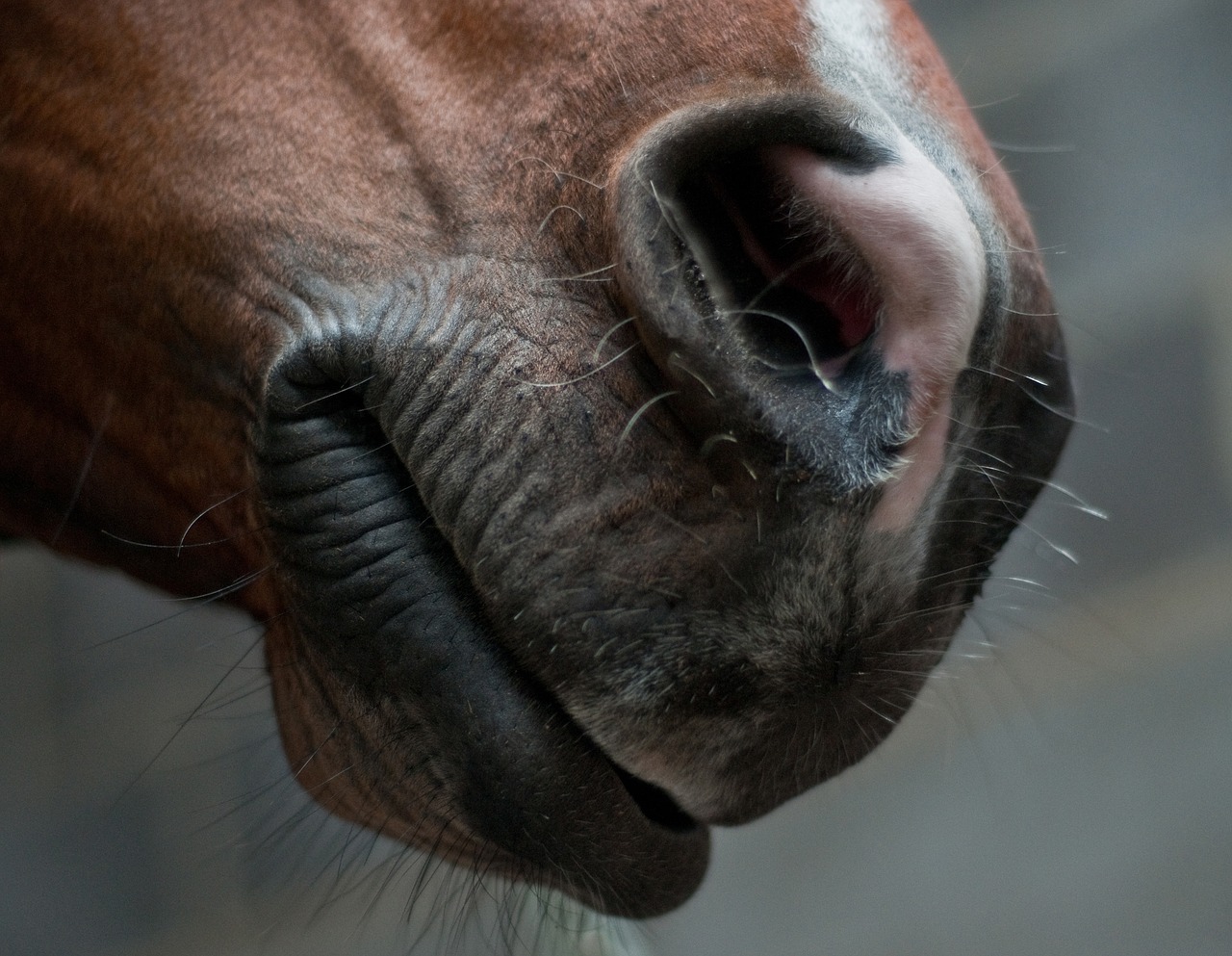 Image - horse snout nostril mouth close up