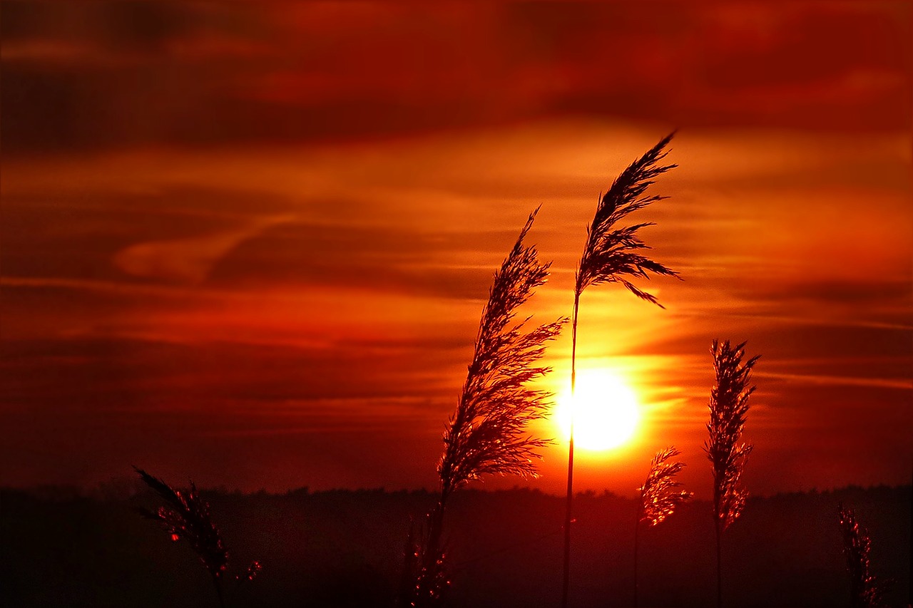 Image - sunset grasses afterglow nature