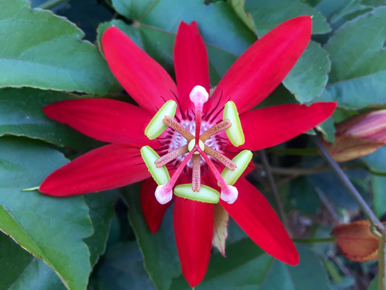 Image - crimson passion flower flower